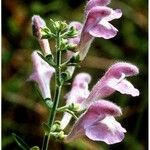 Scutellaria integrifolia 花