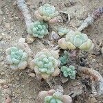 Sedum clavatum 叶