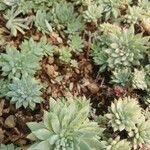 Graptopetalum macdougallii Leaf