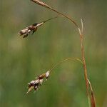 Carex capillaris 果