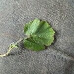 Geum sylvaticum Leaf