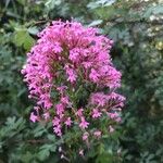 Centranthus ruberFleur