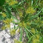 Cyperus odoratus花