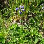 Veronica bellidioides Vekstform