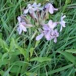 Saponaria officinalisFiore