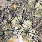 Tephrocactus alexanderi Corteza