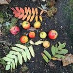 Sorbus domestica برگ