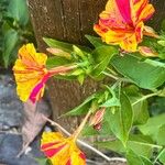 Mirabilis jalapa Flors
