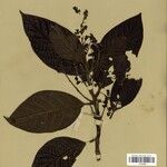 Ocotea tabacifolia 葉