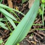 Narcissus poeticus Leaf
