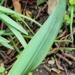 Narcissus poeticus Feuille