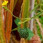 Melothria scabra Fruit