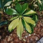 Schefflera spp. Leaf