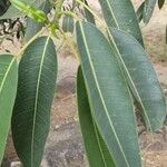 Ficus cordata Hoja