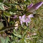 Gentianella germanica Flor