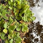 Pistia stratiotes पत्ता