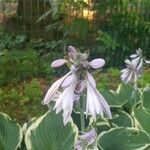 Hosta plantagineaKwiat