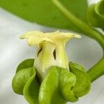 Diospyros nigra 花