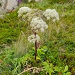 Angelica lucida Flor