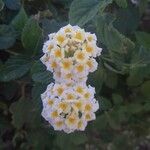 Lantana canescens Цвят