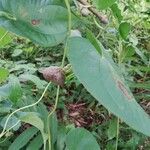 Dioscorea bulbifera Folha