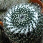 Mammillaria hahniana 葉