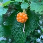 Rubus spectabilis Hedelmä