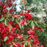 Rhododendron neriiflorum Outro