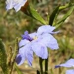 Dampiera stricta Fleur