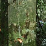 Trilepisium madagascariense Magamba