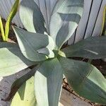 Agave shaferi Blad