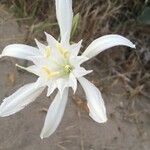 Pancratium maritimumFlower