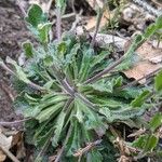 Arabis collina Leaf