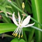 Chlorophytum comosum Kwiat