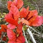 Bougainvillea spectabilisЦветок