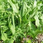 Polygonatum latifolium 葉