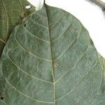 Protium robustum Άλλα