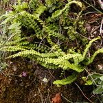 Asplenium trichomanesLeaf