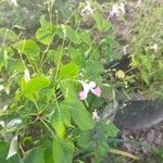 Impatiens balfourii Flower