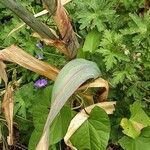 Allium giganteum Hoja