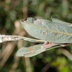 Salix repens Hoja