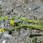 Sisymbrium austriacum Fruto