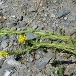 Sisymbrium austriacum Plod