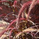 Pennisetum pedicellatum Leaf