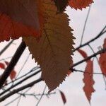 Prunus sargentii Leaf