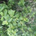 Salix aurita Листок