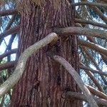 Sequoiadendron giganteum Kabuk