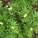 Tagetes filifolia Blüte