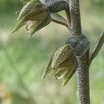 Epipactis microphylla Kvet