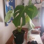 Monstera deliciosaLevél